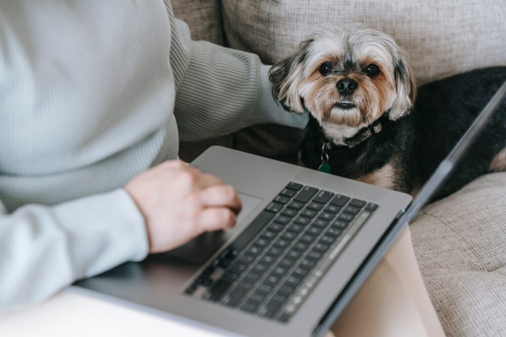 Person sitting on couch with a laptop, cute little dog beside them