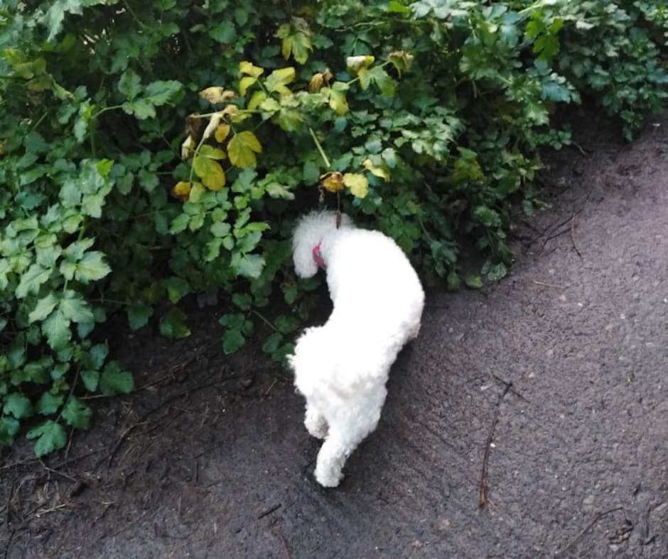 A small white dog with a fluffy coat, embodying the serenity of wellness tips, sniffs curiously amid green bushes along a dirt path.